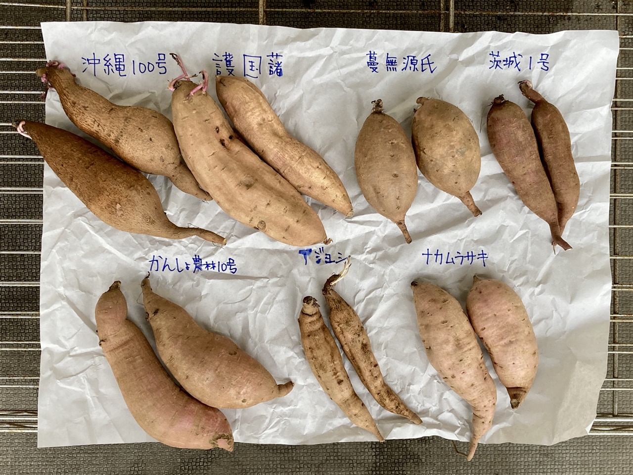 サツマイモと第二次世界大戦 | さつまいもオタク 橋本亜友樹